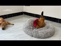 So funny and cute! The domineering rooster wants to occupy the dog's bed.How does the dog react?Cute