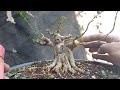 BONSAI SANCANG MAME RASA FICUS‼️ PROSES TAHAPAN DENGAN TEKNIK CUTTING (Premna Microphyllia)