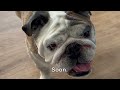 Reuben the Bulldog: The Bagel