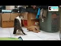Cats Crazy Fight! Best Moment!