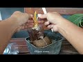 TAHAPAN AWAL CARA MEMBUAT BONSAI KELAPA MAME