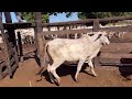 Apartando o gado reposição que chegou na fazenda .