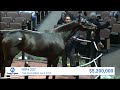 Goodnight Olive sells for $6,000,000 at The November Sale (2023)
