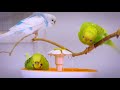 Budgies Singing for Lonely Budgies while taking a Bath