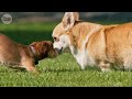 Soothe Dog's Anxiety: 24 Hours of Dog TV - Anti Anxiety & Boredom Busting Videos with Music for Dogs