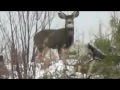 Bucks, Deer, Moose, Some of the game I saw hunting 2011