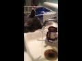 Funny Cat Drinking Water Out Of The Kitchen sink !