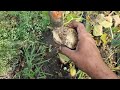 Jicama Harvest!!