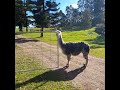 Having a Chat with Mr Hyperspace the Alpaca