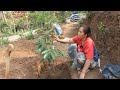 Cara Menanam Durian Agar Cepat Besar, Dan Berbuah