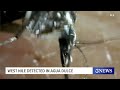 West Nile detected in Agua Dulce mosquito pool sample