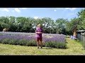 All about Lavender on YouTube!