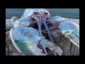Blue Lobster Jumpscare