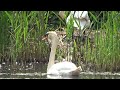 Swan Family Returning to Nest