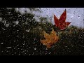 3 hours🌧Continuous ASMR playback of the sound of rain falling on an autumn day #Healing music