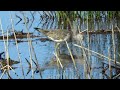 Greater Yellow legs at Alligator National Wildlife Refuge