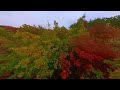 Cinematic 360 Leaf Chasing