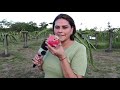 Agricultor mostra sua produção de pitaya em Porto Velho