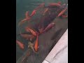 Colourful fishes @ golden temple