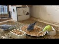 7 Minute Budgies Sounds, Budgies Feeding Time Relax ASMR HD 1080P 60FPS