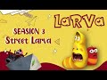 Red Fly Bugs  -  Comics | Larva Cartoon - Mini cartoon Movie | LARVA Official.