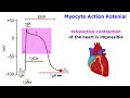 Antiarrythmic Drugs Part 1: The Physiology of Heart Rhythm