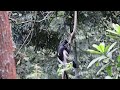 Black and white colobus, Bwindi Impenetrable Forest National Park, Uganda