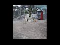 😸😘 So Funny! Funniest Cats and Dogs 2024 🐶🐱 Best Funniest Animals Video 2024 #18