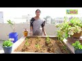 ఇంటితో పాటు తోటను పిల్లలకు వారసత్వంగా ఇవ్వండి | Gardening on Roof | Raghotham Reddy