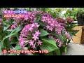 今週の花便り #96【2024.8.8】花物は少なめでも!! 色々入荷はしてるんです♪【入荷情報を最速でお届け!!】