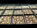 Repotting Lithops Seedlings