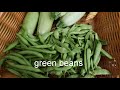 Zucchini/green beans harvest/kayak hasadi/ قطف الفاصوليا و الكوسة