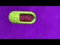 La célula procariota y sus partes - Ciencias Naturales- Vídeo educativo para niños