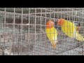 Lovebird, All About Lutino Fisher Opaline Lovebird Working | @AB Birds and Dog lovers |