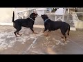 My Rottweilers test of strength