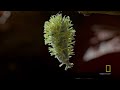 'Zombie' Parasite Cordyceps Fungus Takes Over Insects Through Mind Control | National Geographic