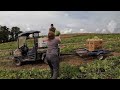 My first field tomato harvest