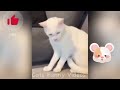 CUTE and FUNNY Animal VIDEOS 2024Funniest DOgs , CATS 2024🐕 Cat Giving birth Cute Kittens 🐾 part 80
