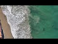 Nurse Sharks over La Jolla Beach, San Diego