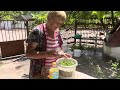 Life in a Ukrainian village: a woman's daily work in the summer, picking raspberries and sorrel.