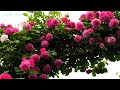 Amazing A beautiful park in Yokohama filled with colorful roses japan 4k 2024 港の見える丘公園の春バラ