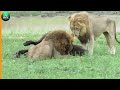 Lions Vs Hyenas Eat Prey Bitten By Black Mamba, What Painful Thing Happens Next? Animal World
