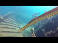 St Kitts Dive - MV River Taw wreck