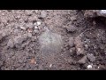 Metal detecting VIRGIN ground #6, BIG SILVERS!