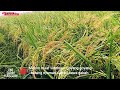 KEINDAHAN ALAM PERSAWAHAN ⁉️ hamparan tanaman padi yang sangat luas membentang