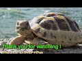 貂(てん)のアクロバット Cute japanese marten acrobatics 【Cute animal videos】【井の頭公園自然文化園】
