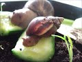 Snails Eating Cucumbers.mov