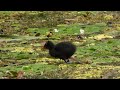 Vizityúk csibe 2024 07 27  Gallinula chloropus , common moorhen