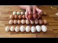 Chicken Breeds and Their Eggs!