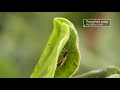Born Pregnant: Aphids Invade with an Onslaught of Clones | Deep Look